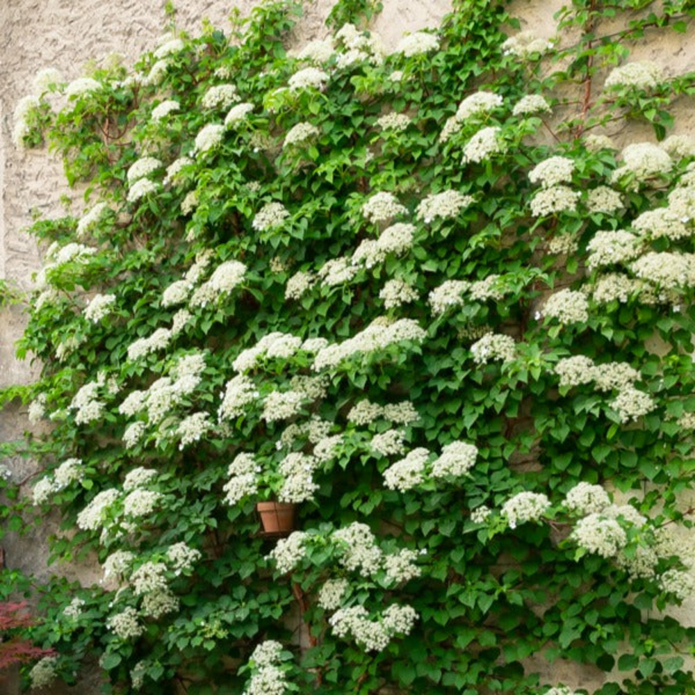 Hortensia grimpant - le pot / 2l / hauteur livrée 40-50cm, vendu par lot de 2