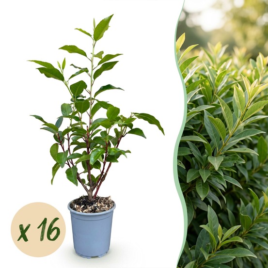 Laurier du portugal angustifolia - lot de 16 - pot 9 cm - hauteur 25-35 cm
