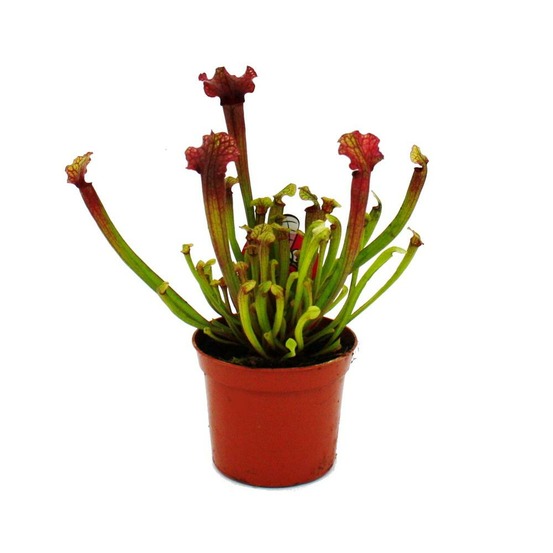 Plante tubulaire - sarracenia