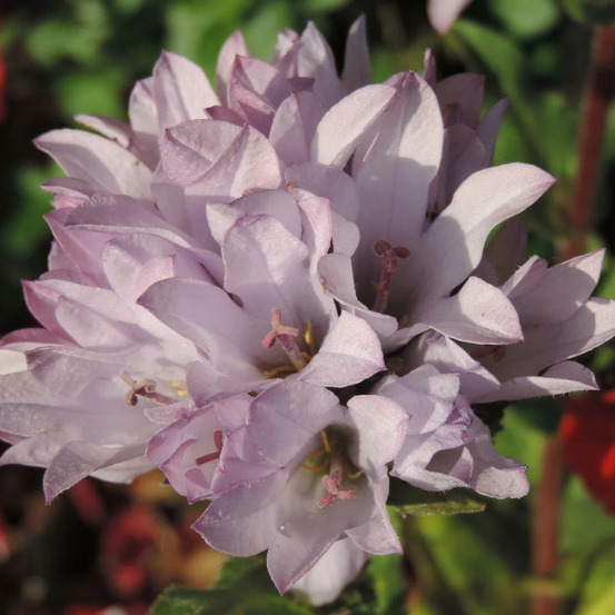 Campanule agglomérée caroline, campanule glomerata lot de 9 godets