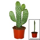 Road kill cactus - consolea rubescens - cactus à oreilles plates - pot 12cm