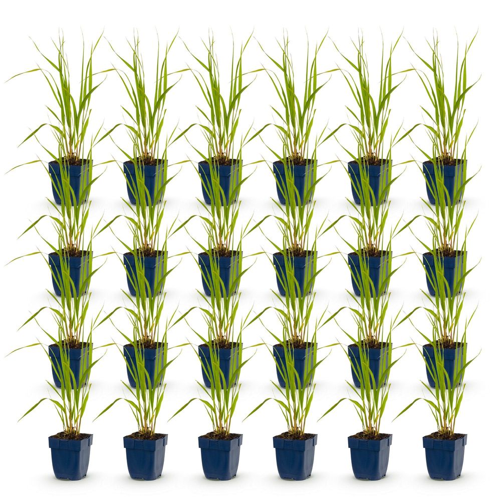 Molinie 'heidebraut' - lot de 24 - pot 11 cm - hauteur 25 cm - plante d'extérieur
