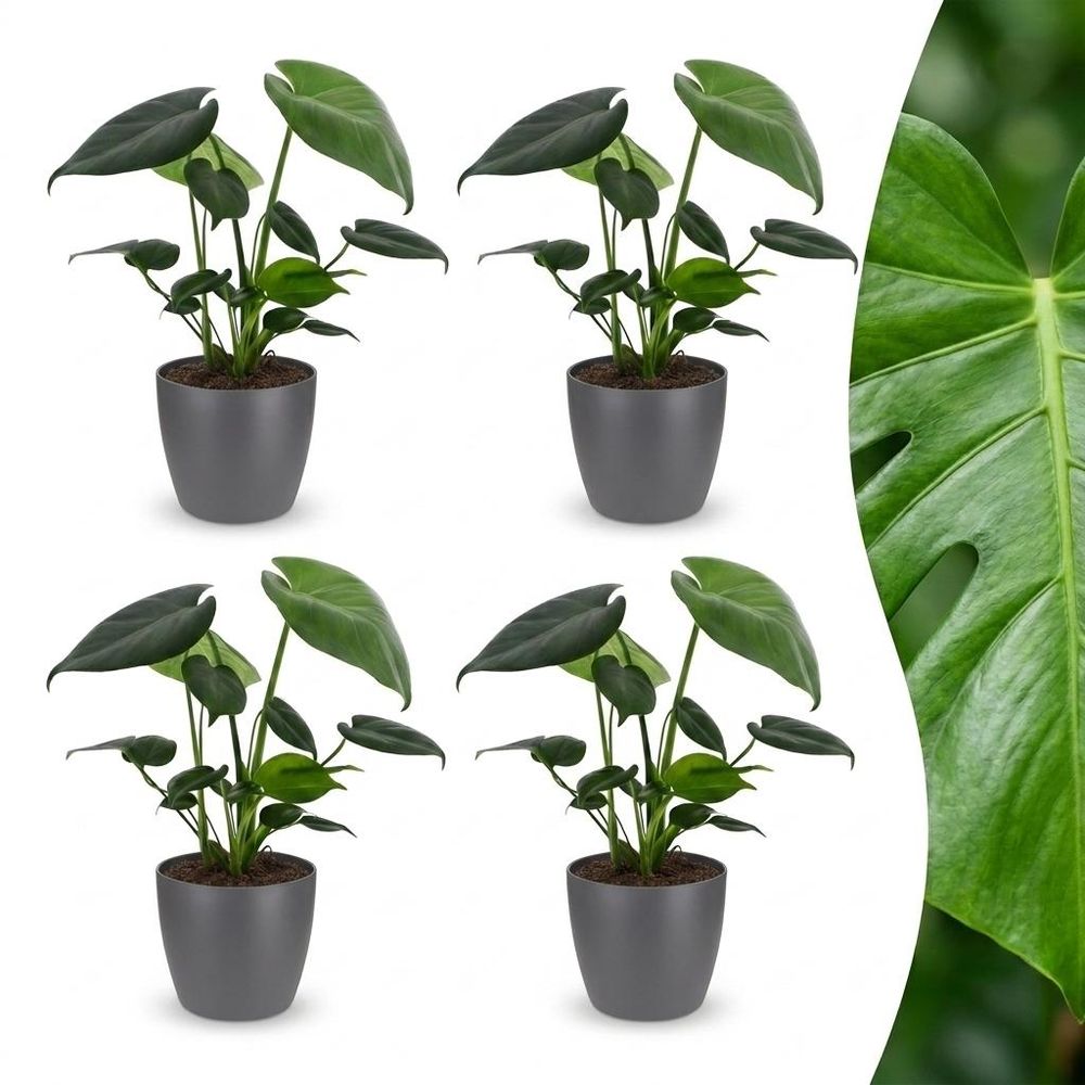 Monstera deliciosa - pot de 12cm - plantes d'intérieur