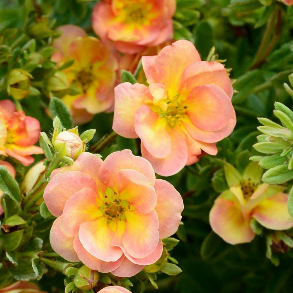 Potentille arbustive double punch® peach 'minjaro01', potentilla pot de 1,5l - tuteur bambou 30/60 cm