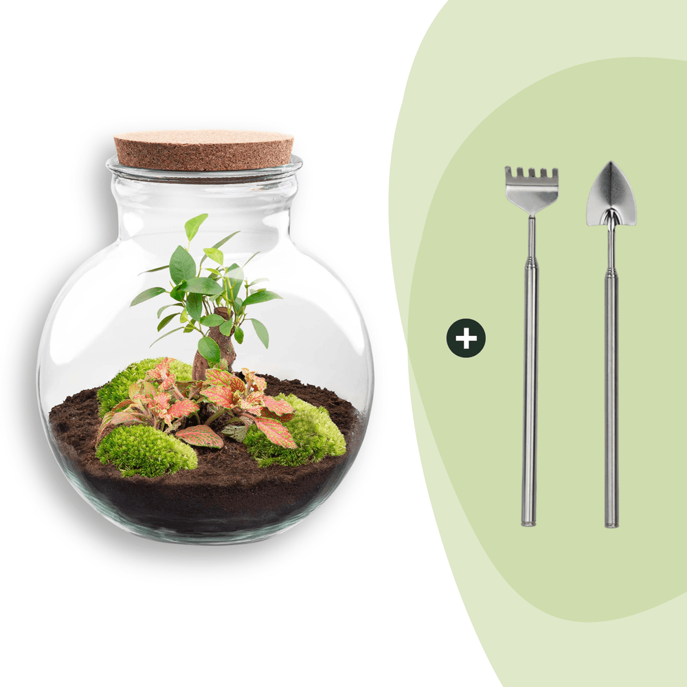 Terrarium à composer bouteille en verre recyclé - ø25-h26cm - avec râteau et pelle - ficus fittonia - terrarium diy