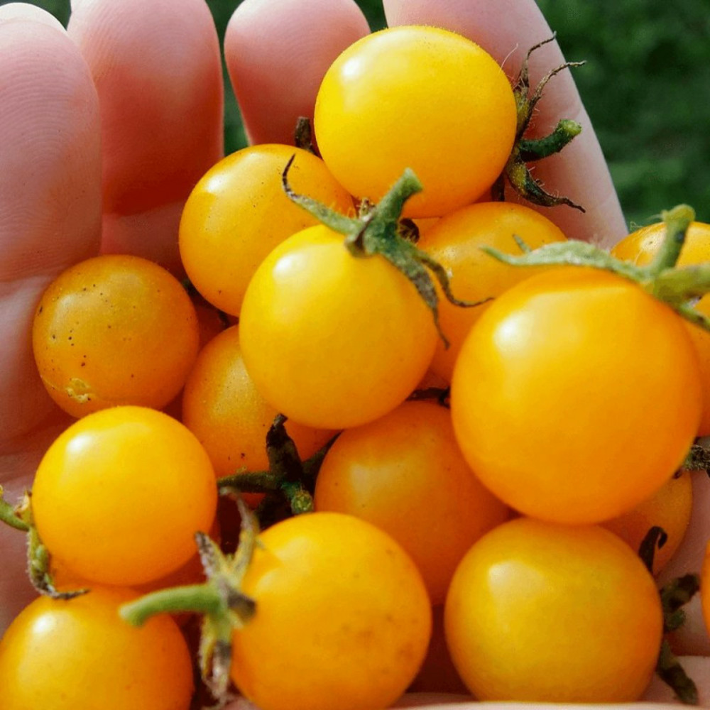 Plant de tomate nugget f1 type cerise godet