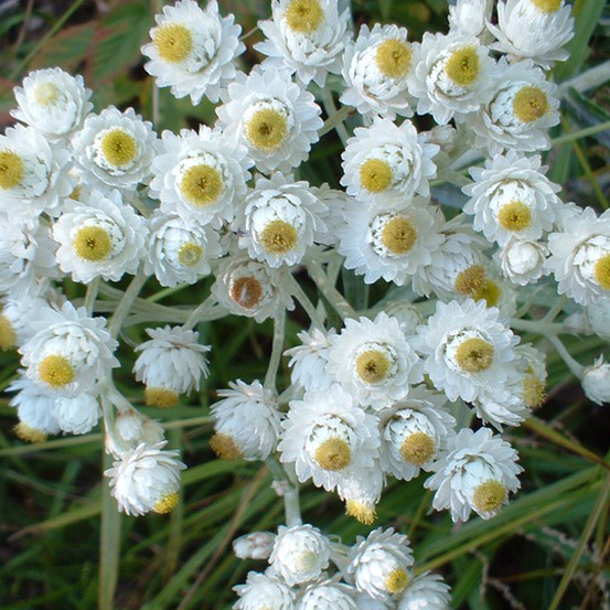 6 x immortelle d'argent 'neuschnee' - anaphalis margaritacea 'neuschnee' - godet 9cm x 9cm