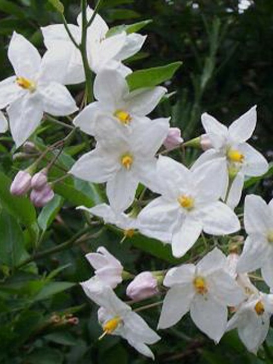 Morelle faux-jasmin 'album' pot de 2l/3l