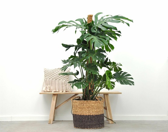 Monstera deliciosa xxl 120cm - plante d'intérieur