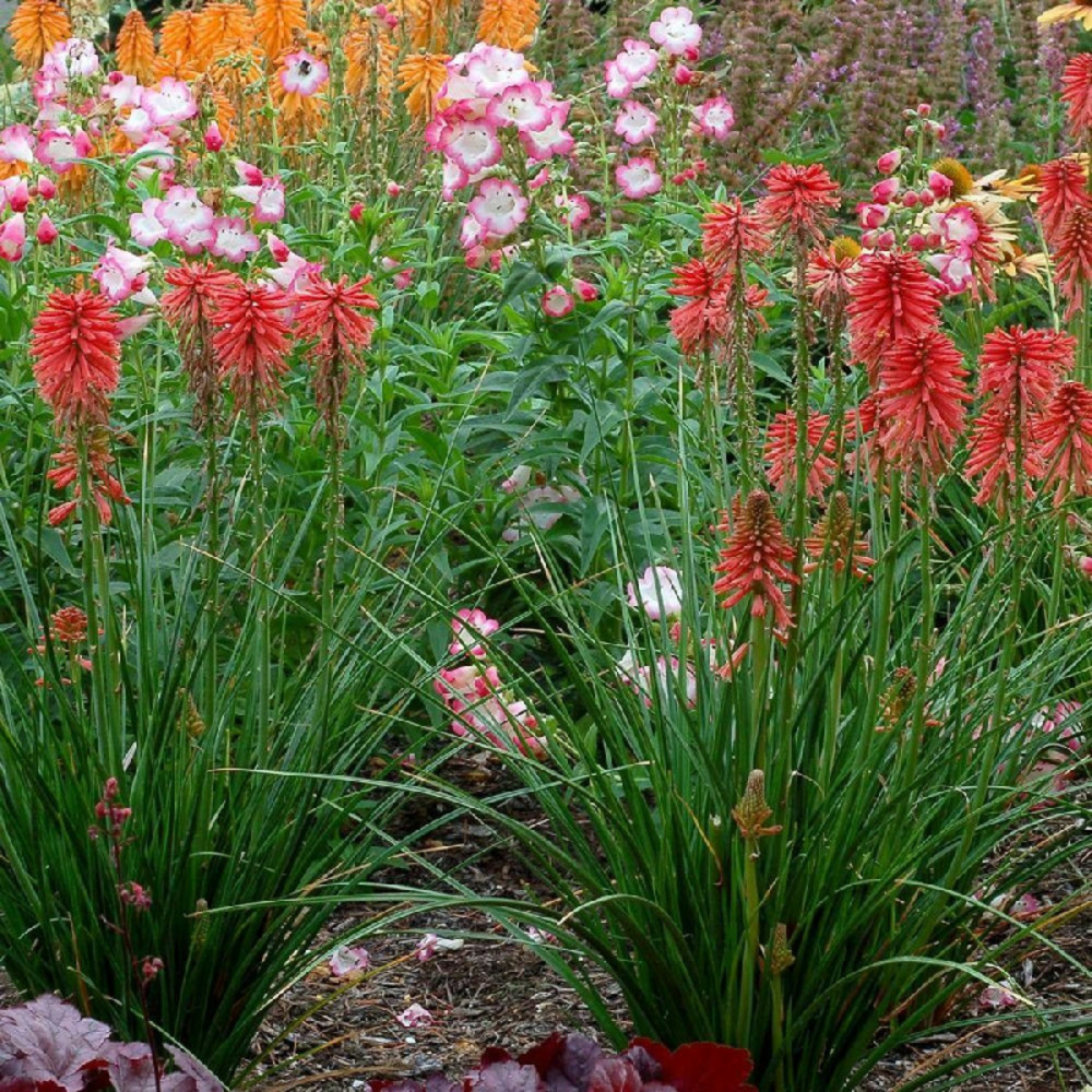 Kniphofia, tison de satan poco red® lot de 5 godets