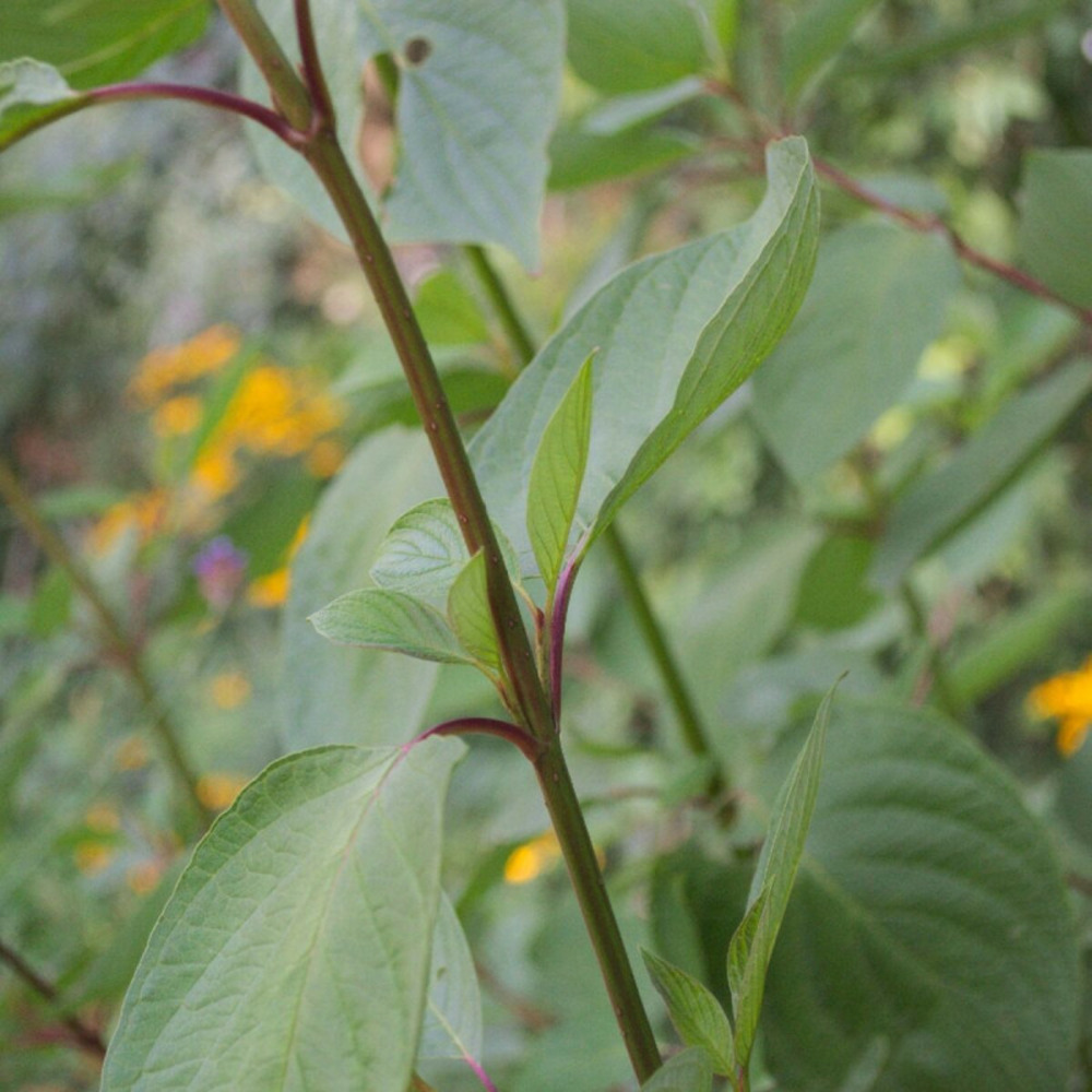Cornouiller blanc sibirica, cornus pot de 7,5l - 60/80 cm