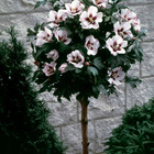 Hibiscus de jardin sur tige blanc/rouge, la motte / tige 60-70cm