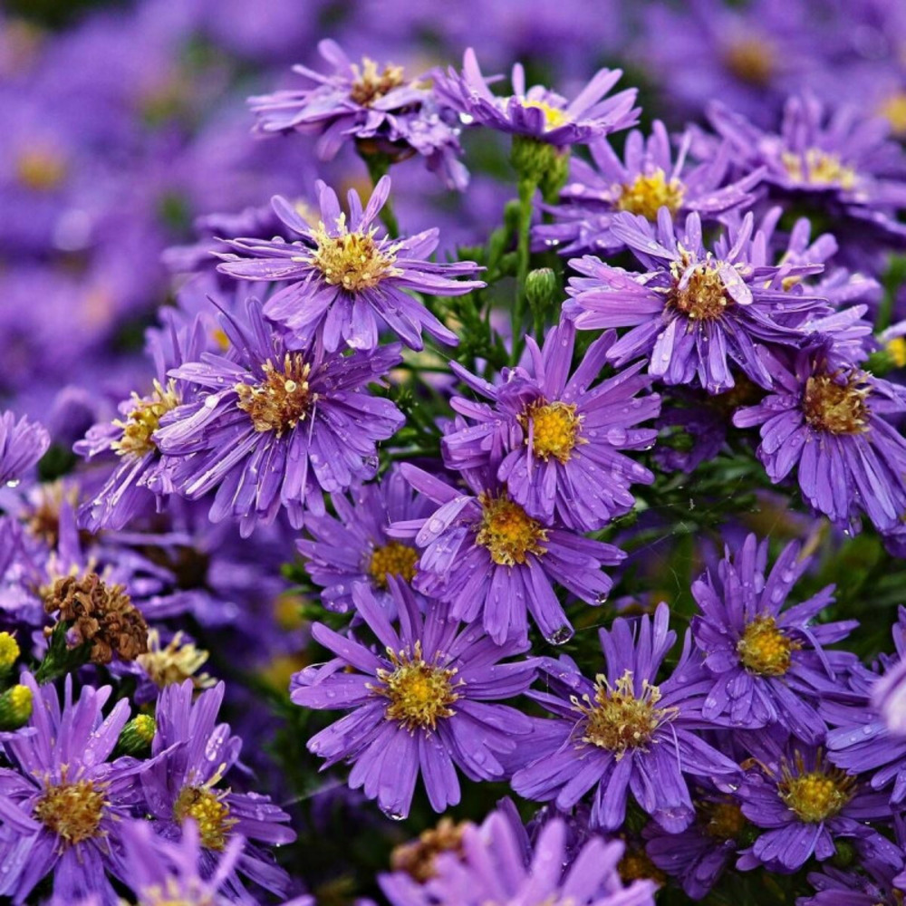 Aster grand d'automne novi-belgii helen picton godet - 5/20 cm