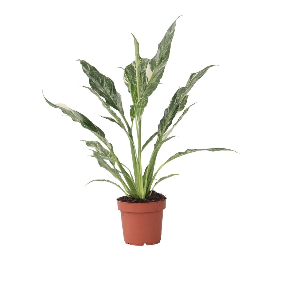 Fleur de lune - spathiphyllum 'diamond' - hauteur 40-50cm - ⌀12cm