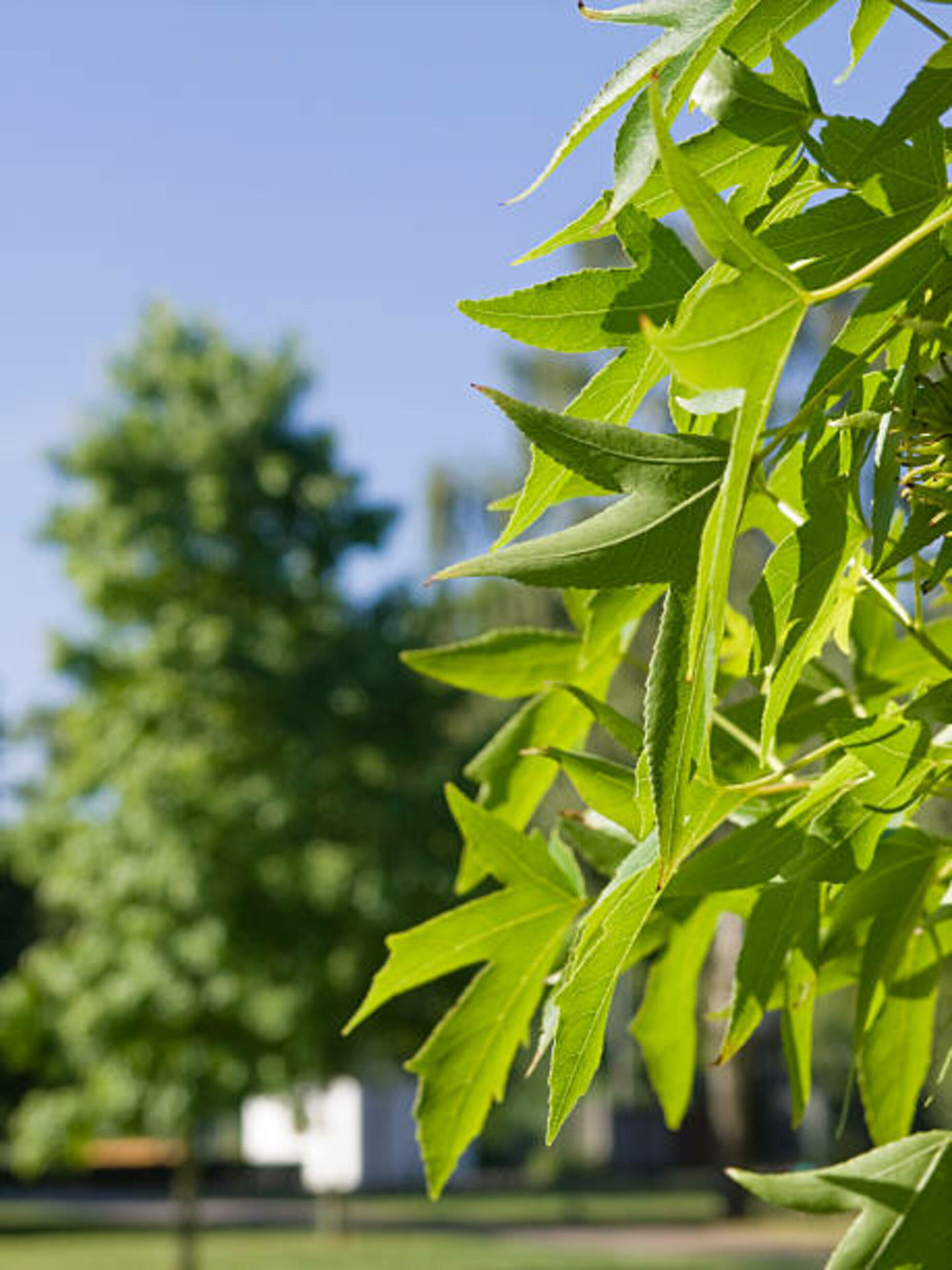 Liquidambar orientalis m. Foster c15l baliveau 150/250 cm (hors pot)
