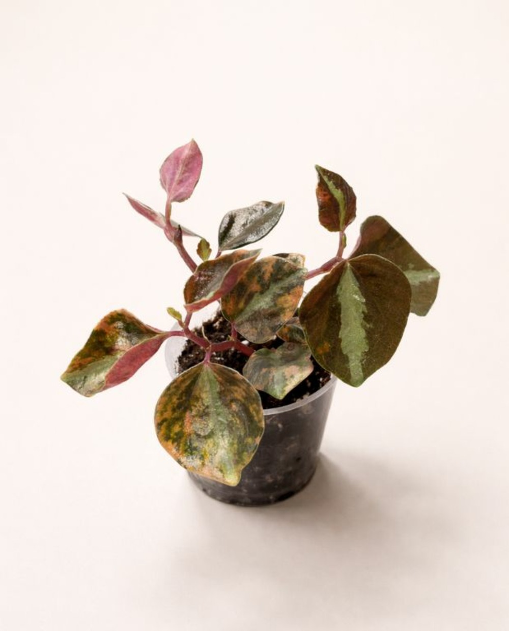 Peperomia metallica crème brûlée d. 9cm h. 15cm - plante d'intérieur
