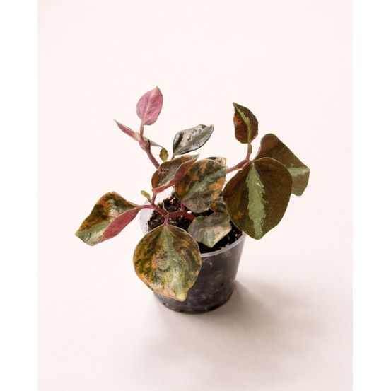Peperomia metallica crème brûlée d. 9cm h. 15cm - plante d'intérieur