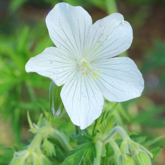 Géranium vivace des près 'galactic' godet de 8/9 cm