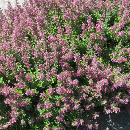 Germandrée petit-chêne - sans traitement lot de 9 godets