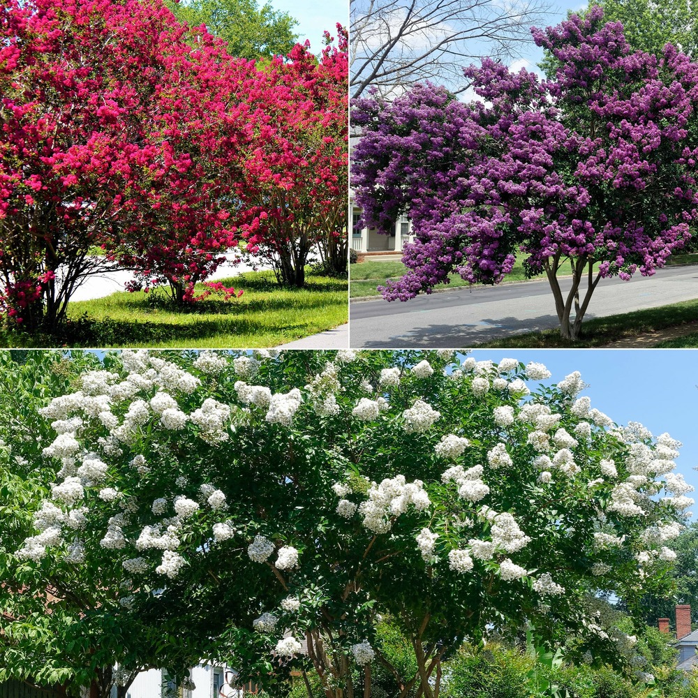 Collection de 3 lilas des indes : rouge, violet, blanc - les 3 pots / ø 15cm / hauteur livrée environ 25cm