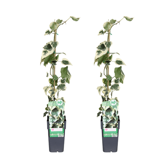 Lot de 2 - hedera colchica dentata variegata - h65 cm