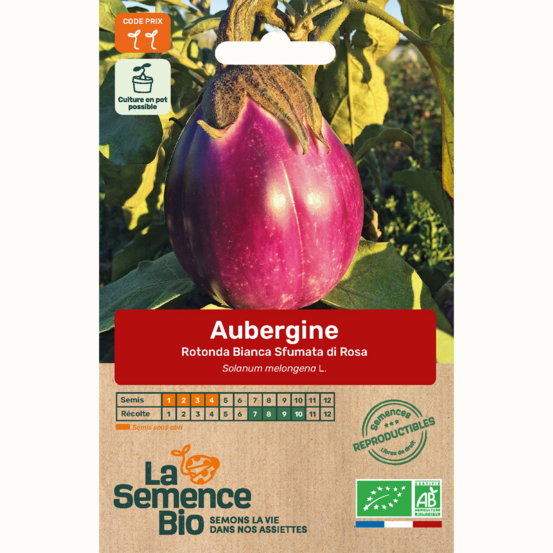 Aubergine rotonda bianca sfumata di rosa - graines bio