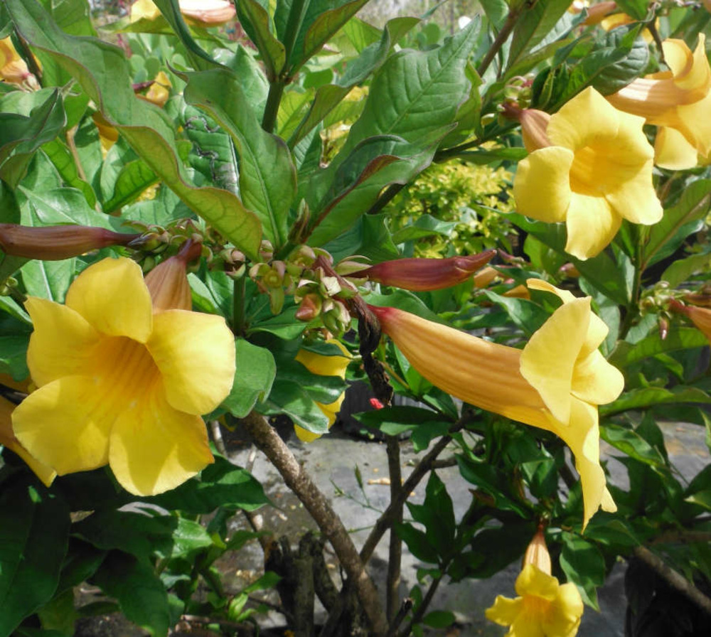 Allamanda cathartica (allamande, liane à lait, trompette d'or)- pot de 25l - 180/200cm