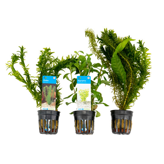 Set de 3 - plantes d'aquarium véritables - accessoires d'aquarium - hauteur 15-20 cm