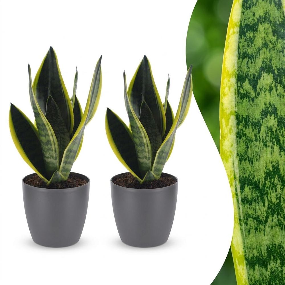 Sansevieria futura superba - langue de belle-mère - pot de 12cm - plantes d'intérieur