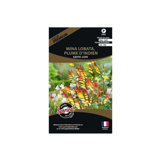 Graines de fleurs premium mina lobata plume d'indien scarlet yellow