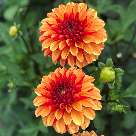 Dahlia balle 'american sunset' bulbe calibre i