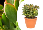 Crassula ovata 'sunset' l - plante d'intérieur - succulente - ⌀ 23cm - h45-50cm