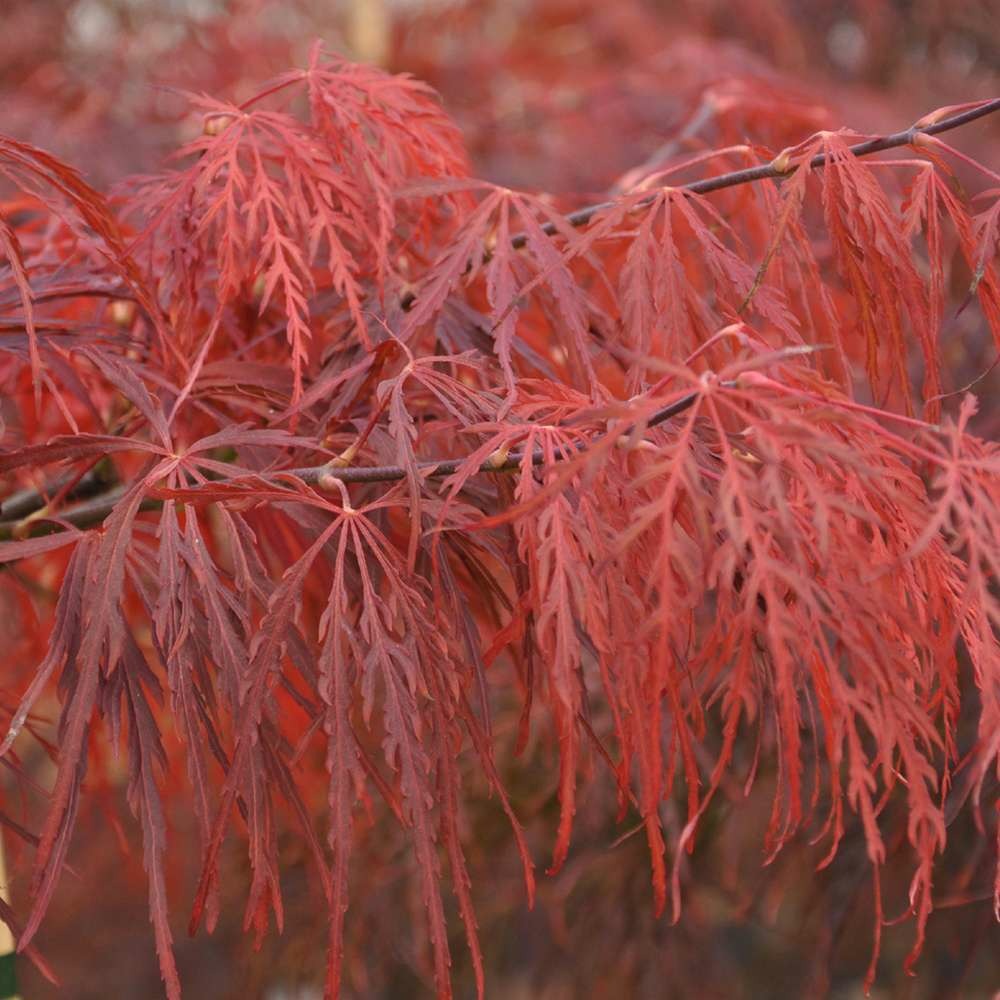 Acer palmatum c.queen : pot.35l