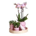 Ensemble de plantes optimisme - rose | Plantes vertes avec orchidée phalaenopsis rose, y compris pots en céramique décoratifs