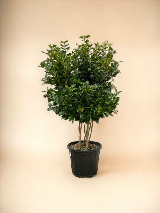 Ligustrum texano 160cm - plante d'intérieur