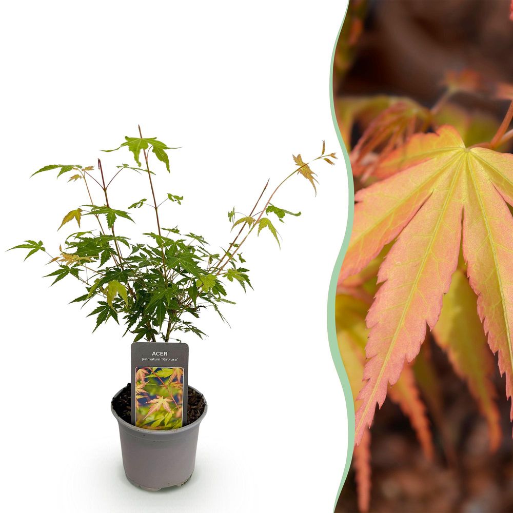 Érable du japon 'katsura' - pot 12 cm - hauteur 35 cm - plante d'extérieur