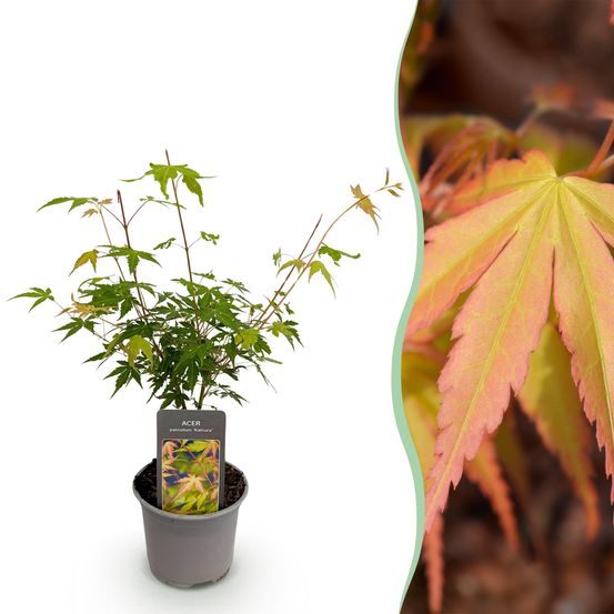 Érable du japon 'katsura' - pot 12 cm - hauteur 35 cm - plante d'extérieur