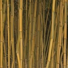 Bambou traçant panaché, le pot / 2l / hauteur livrée 40-50cm