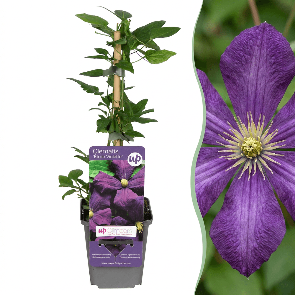 6x clématite 'étoile violette' - violet - grimpante - ø9cm - ↕35cm - plante d’extérieur