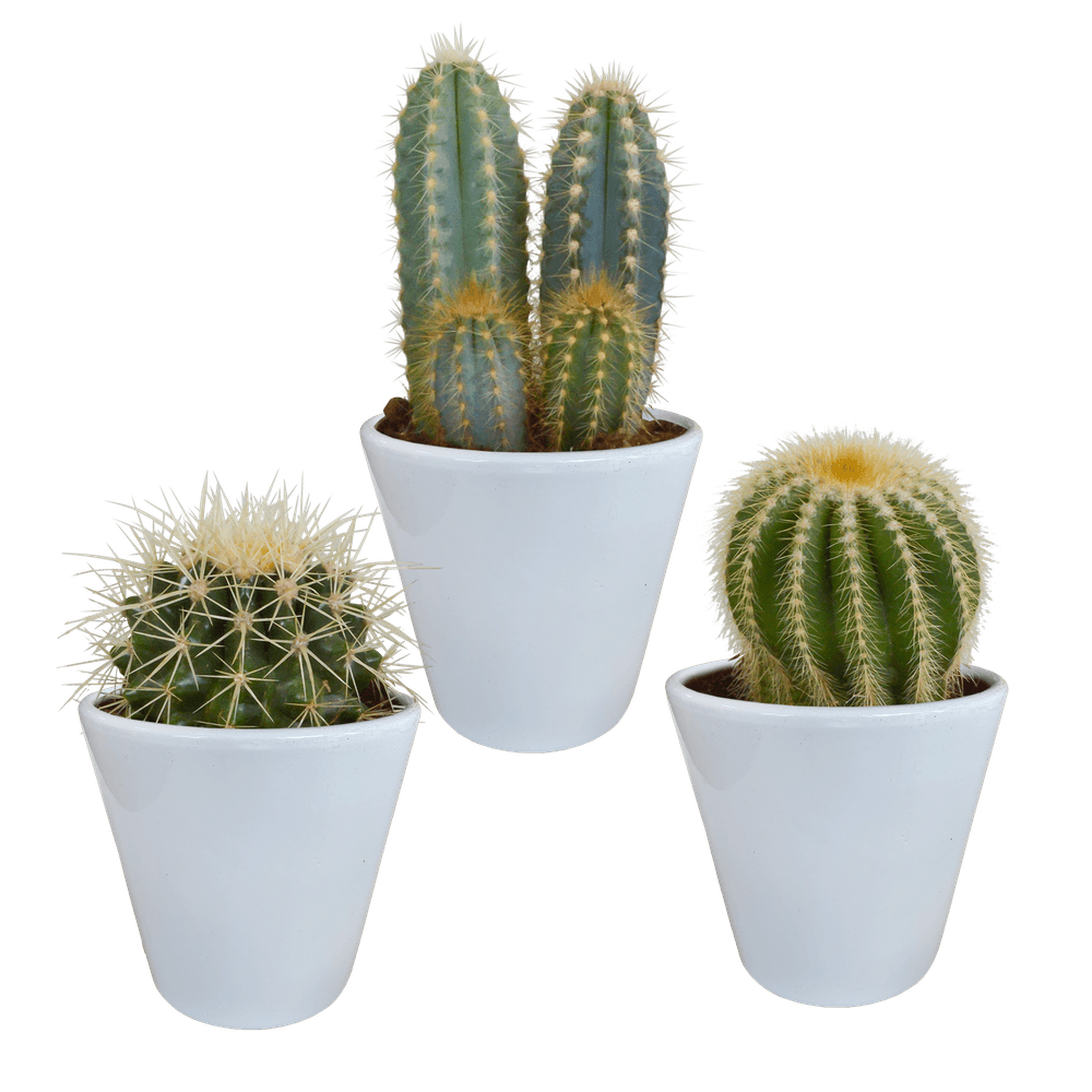 3x mélange de cactus - en pot blanc - ø9,5cm - ↕18cm - plante d’intérieur