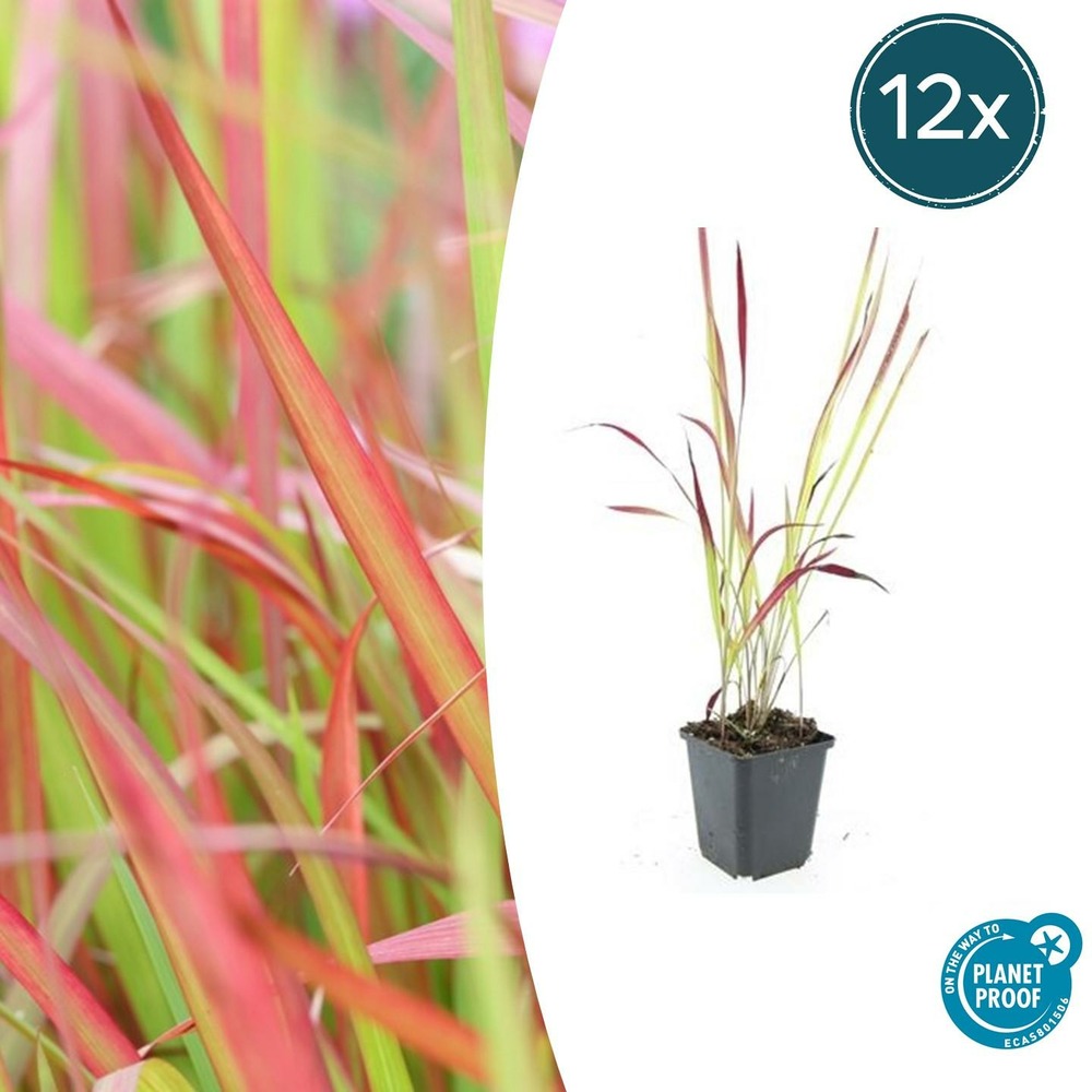 Imperata herbe sanglante 'red baron' x12 – entre 0,75 et 1m2