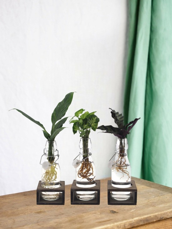 Trio de boutures en bouteille en verre et socle noire