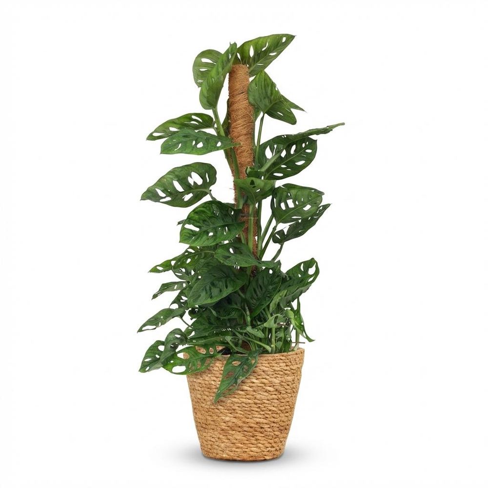 Monstera andansonii - monkey mask avec tuteur coco - pot de 19cm - hauteur 90cm