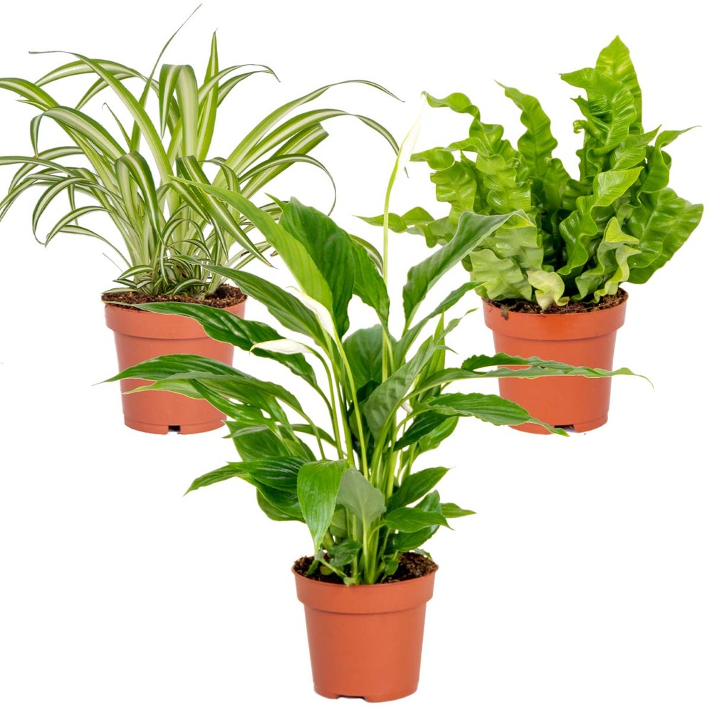 Mélange pour la salle de bain - spathiphyllum, asplenium, chlorophytum - dépolluantes - 25-45 cm