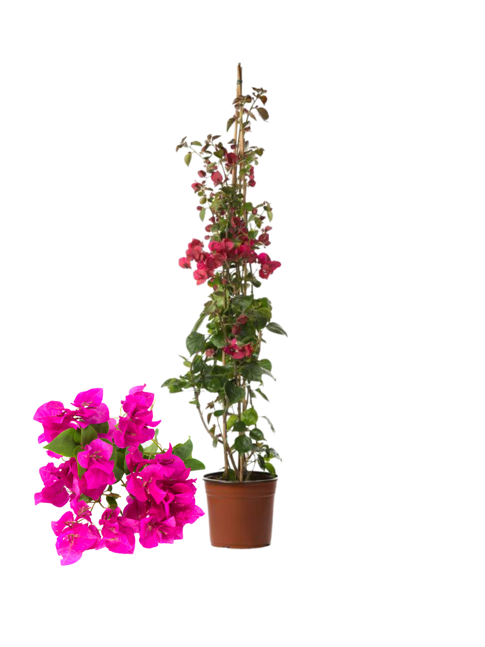 Bougainvillier rose (bougainvillea) plante grimpante méditerranéenne en pot hauteur 60 à 80 cm floraison abondante et colorée