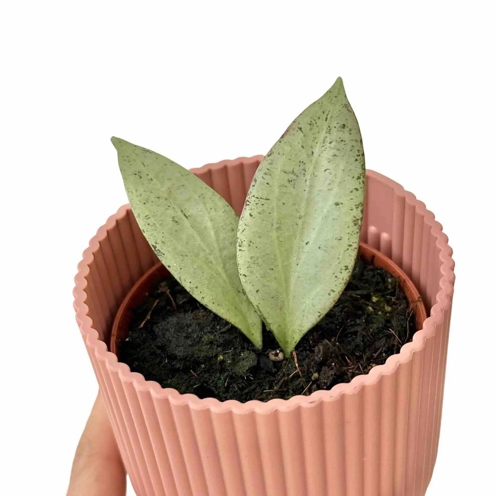 Hoya nicholsoniae 'new guinea ghost' - pot de 8cm
