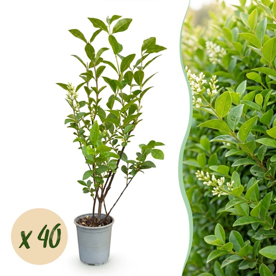 Troène - lot de 40 - pot 9 cm - hauteur 35-45 cm