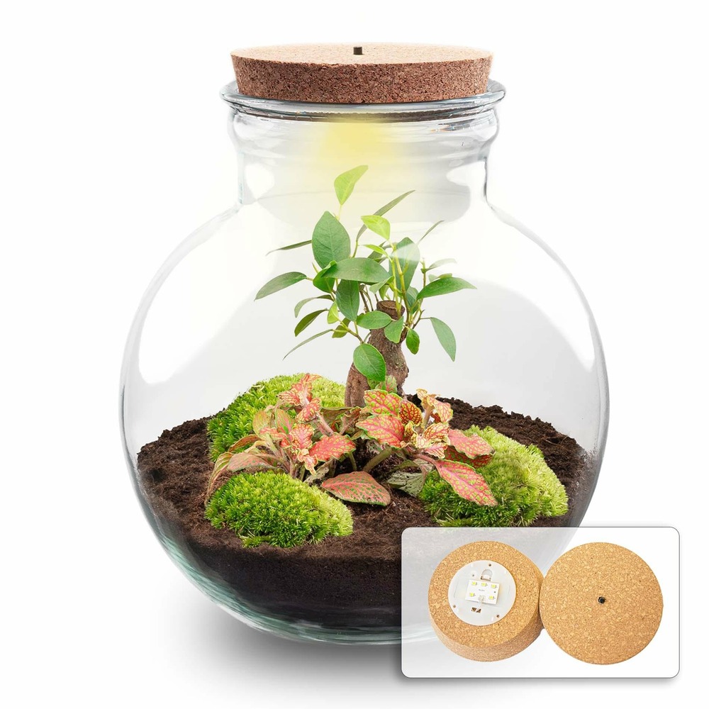 Diy planten terrarium (avec licht) - teddy bonsai - avec led - ø25 cm