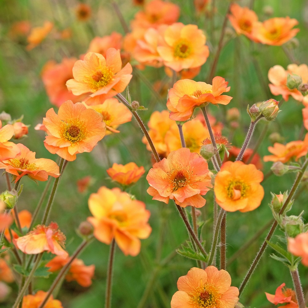 Benoîte prinses juliana - le pot / ø 9cm