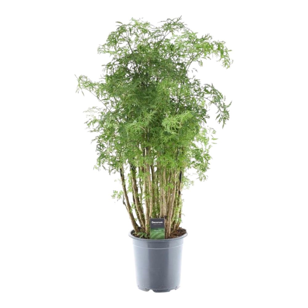 Polyscias hawaiiana ming - plantes d'intérieur